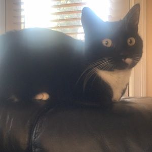 Meet your Posher, Talin